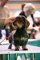 Crufts2011_2 1058